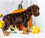 Small Photo #36 Cocker Spaniel Puppy For Sale in WAKARUSA, IN, USA
