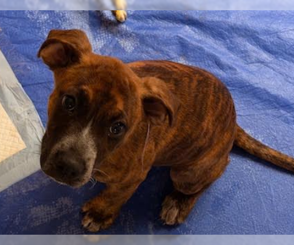 Medium Photo #1 Boxer-Unknown Mix Puppy For Sale in San Diego, CA, USA