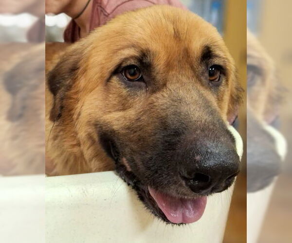 Medium Photo #3 Leonberger-Retriever  Mix Puppy For Sale in Mountain View, AR, USA