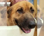 Small #2 Leonberger-Retriever  Mix