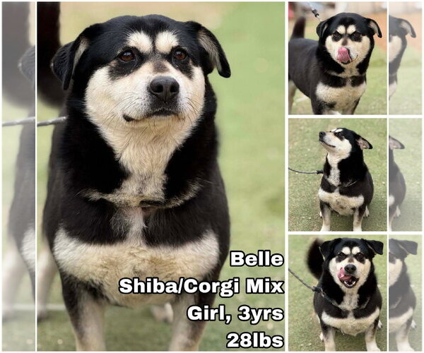 Medium Photo #1 Shiba Inu-Unknown Mix Puppy For Sale in Seattle, WA, USA