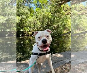 American Pit Bull Terrier-American Staffordshire Terrier Mix Dogs for adoption in Valrico, FL, USA