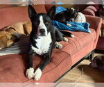 Small #1 American Pit Bull Terrier-Siberian Husky Mix