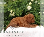 Small #2 Cavapoo
