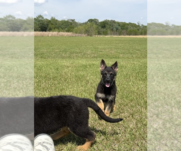 Medium Photo #1 German Shepherd Dog Puppy For Sale in GREENVILLE, NC, USA