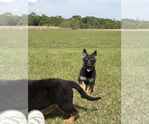 German Shepherd Dog Puppy for sale in GREENVILLE, NC, USA