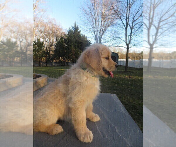 Medium Photo #25 Golden Retriever Puppy For Sale in MECHANICSVILLE, MD, USA