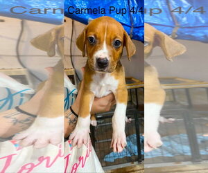 Beagle-Unknown Mix Dogs for adoption in Brooksville, FL, USA