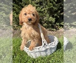 Image preview for Ad Listing. Nickname: Rosie