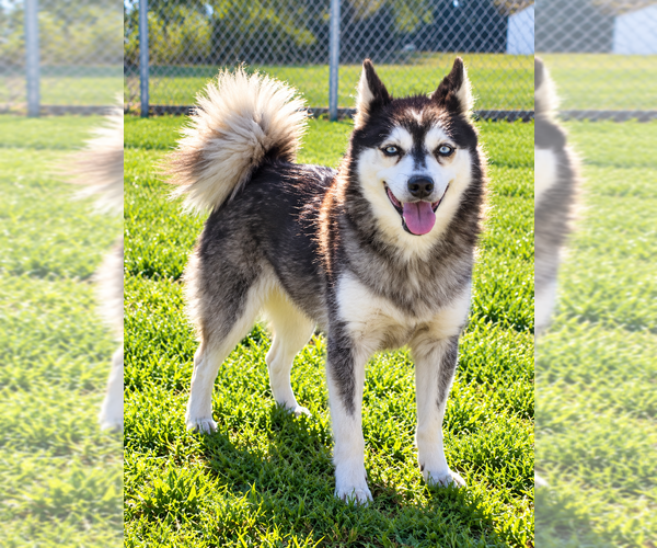 Medium Photo #1 Alaskan Klee Kai Puppy For Sale in HILLSBORO, OH, USA