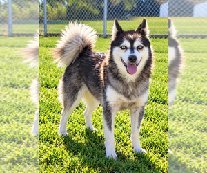 Alaskan Klee Kai Puppy for sale in HILLSBORO, OH, USA