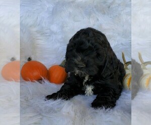 Cock-A-Poo Puppy for sale in FREDERICKSBG, OH, USA