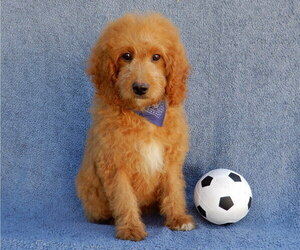 Goldendoodle (Miniature) Puppy for sale in MILLERSBURG, OH, USA