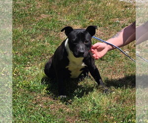 FELICIA HOPE - Female Mutt Dog for Adoption - Photo #2