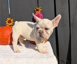 Puppy Hunter French Bulldog