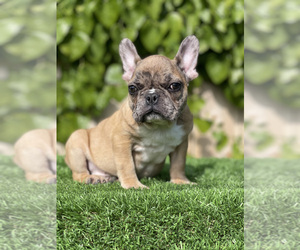 French Bulldog Puppy for sale in SAN DIEGO, CA, USA