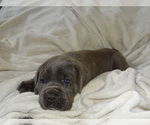 Small Photo #3 Cane Corso Puppy For Sale in SAN ANTONIO, TX, USA