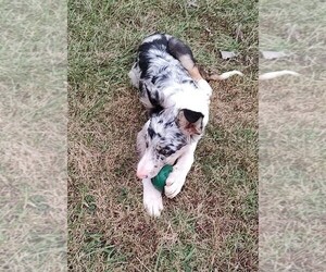 Border Collie Puppy for sale in WEST LIBERTY, KY, USA