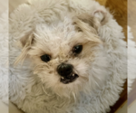Small #1 Mutt