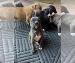Puppy Carl Boxer