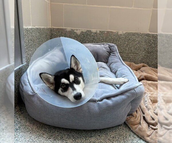 Medium Photo #1 Siberian Husky-Unknown Mix Puppy For Sale in Boston, MA, USA