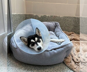 Siberian Husky-Unknown Mix Dogs for adoption in Boston, MA, USA