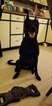 Small Photo #7 Belgian Malinois-Labrador Retriever Mix Puppy For Sale in WEST PLAINS, MO, USA