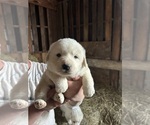 Small Photo #3 Great Pyrenees Puppy For Sale in BOAZ, WI, USA