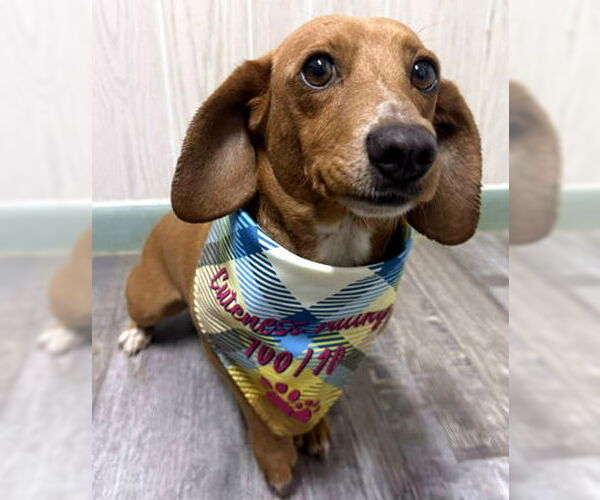 Medium Photo #1 Basschshund Puppy For Sale in Deepwater, NJ, USA