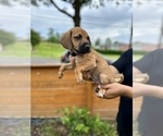 Puppy David Belgian Malinois-Catahoula Leopard Dog Mix