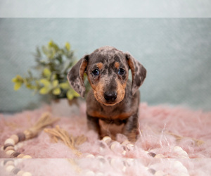 Medium Dachshund