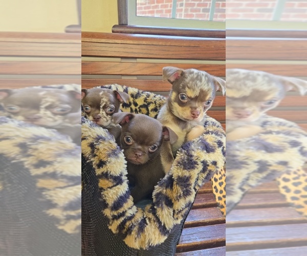 Medium Photo #1 Chihuahua Puppy For Sale in WELLINGTON, OH, USA