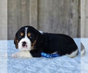 Beaglier Puppy for sale in PRESTON, MD, USA