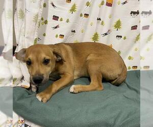 Labrador Retriever Dogs for adoption in Modesto, CA, USA