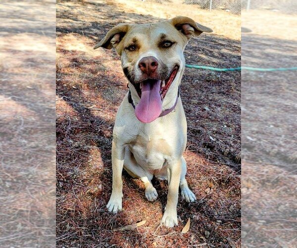 Medium Photo #5 American Pit Bull Terrier-Unknown Mix Puppy For Sale in Corona, CA, USA