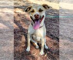Small #4 American Pit Bull Terrier Mix