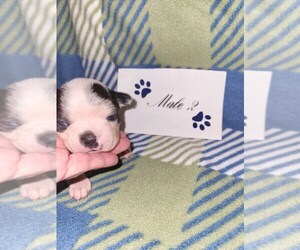Maltese Puppy for sale in HEADLAND, AL, USA