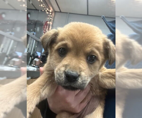 Medium Photo #1 German Shepherd Dog Puppy For Sale in Stockton, CA, USA