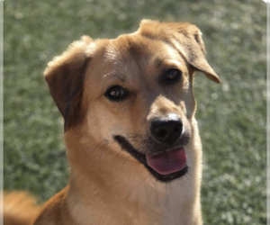 Mutt Dogs for adoption in San Ramon, CA, USA
