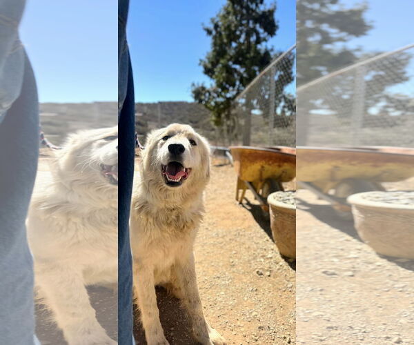 Medium Photo #6 Golden Pyrenees Puppy For Sale in San Diego, CA, USA