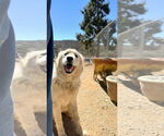 Small #5 Golden Pyrenees