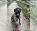 Small #2 Mastiff