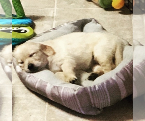 Medium Photo #9 Golden Retriever Puppy For Sale in CYPRESS, TX, USA