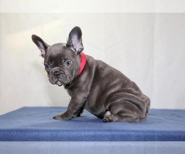 Medium Photo #1 French Bulldog Puppy For Sale in ERIAL, NJ, USA