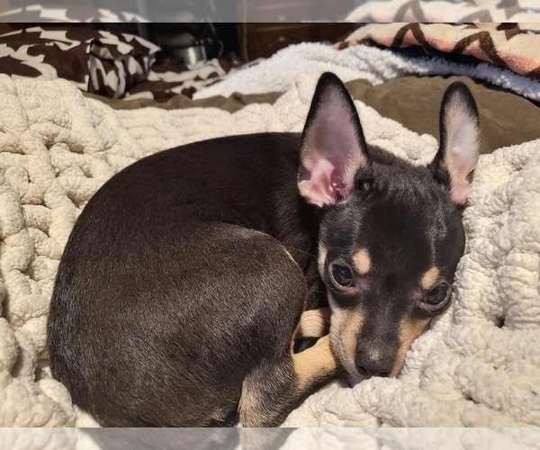 Medium Photo #1 Chihuahua Puppy For Sale in SEAFORD, NY, USA