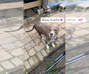 Medium American Pit Bull Terrier-American Staffordshire Terrier Mix