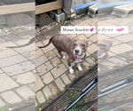 Small American Pit Bull Terrier-American Staffordshire Terrier Mix