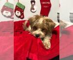 Small Photo #16 Yorkshire Terrier Puppy For Sale in SAINT CLOUD, FL, USA