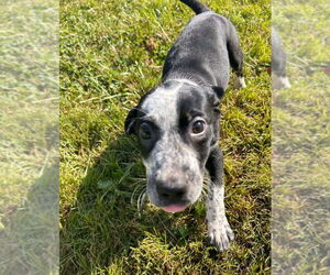 Borador Dogs for adoption in Aurora, IN, USA