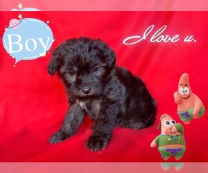 Maltese-Maltipoo Mix Puppy for sale in SAN FRANCISCO, CA, USA